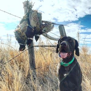 Meet your Posher, Tony